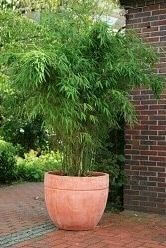 Bambus / Phyllostachys Bissetii 100-125 cm