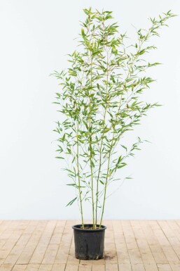 Bambus / Phyllostachys Bissetii