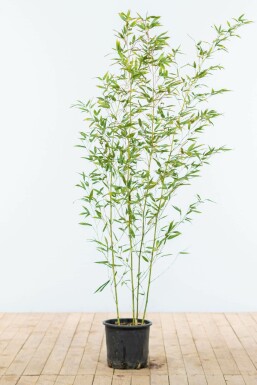 Bambus Phyllostachys Bisetti Hecke 120-140 Topf Bambus / Phyllostachys Bissetii 120-140 cm