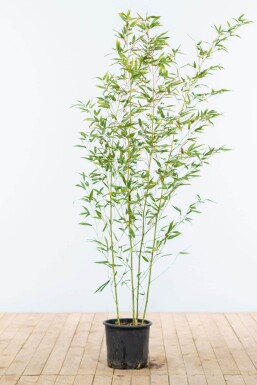 Bambus / Phyllostachys Bissetii 125-150 cm - Topf