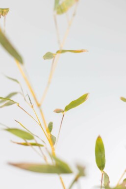 Bambus Phyllostachys Bisetti Hecke 120-140 Topf Bambus / Phyllostachys Bissetii 120-140 cm