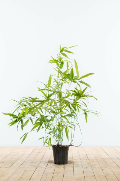 Schwarzer Bambus / Phyllostachys Nigra 60-80 cm