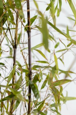 Schwarzer Bambus Phyllostachys Nigra Hecke 60-80 Topf