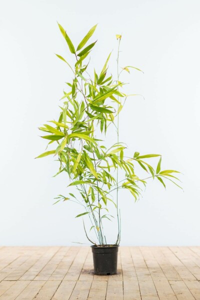 Schwarzer Bambus / Phyllostachys Nigra 80-100 cm