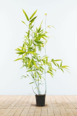 Schwarzer Bambus Phyllostachys Nigra Hecke 80-100 Topf Schwarzer Bambus / Phyllostachys Nigra 80-100 cm