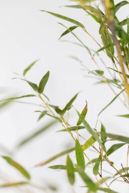 Schwarzer Bambus / Phyllostachys Nigra 80-100 cm