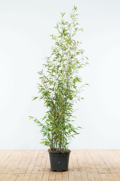 Schwarzer Bambus / Phyllostachys Nigra