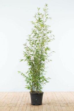 Schwarzer Bambus Phyllostachys Nigra Hecke 150-175 Topf