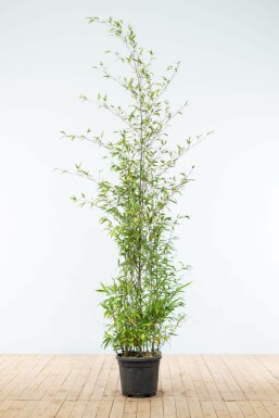 Schwarzer Bambus Phyllostachys Nigra Hecke 175-200 Topf Schwarzer Bambus / Phyllostachys Nigra 175-200 cm