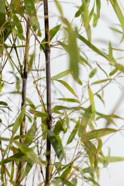 Schwarzer Bambus Phyllostachys Nigra Hecke 175-200 Topf Schwarzer Bambus / Phyllostachys Nigra 175-200 cm