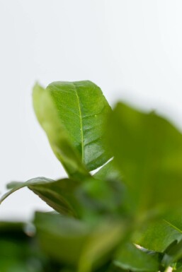 Echte Limette Citrus Aurantifolia Lime Verde Mini-Stamm 40-60 Topf Echte Limette / Citrus Aurantifolia Ministamm 40-60 cm