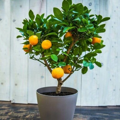 Clementinenbaum Citrus Clementine Mini-Stamm 60-80 Topf