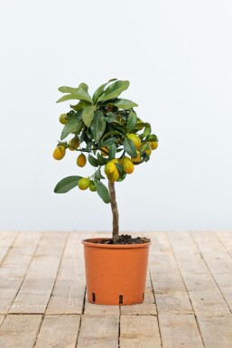 Marumikumquat Citrus Fortunella Kumquat Mini-Stamm 20-30 Topf Marumikumquat / Fortunella Margarita Kumquat Ministamm 20-30 cm