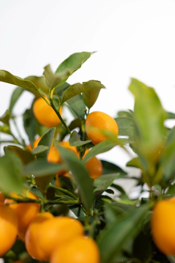 Marumikumquat Citrus Fortunella Kumquat Mini-Stamm 20-30 Topf Marumikumquat / Fortunella Margarita Kumquat Ministamm 20-30 cm