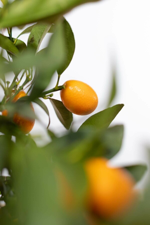 Marumikumquat Citrus Fortunella Kumquat Mini-Stamm 20-30 Topf Marumikumquat / Fortunella Margarita Kumquat Ministamm 20-30 cm