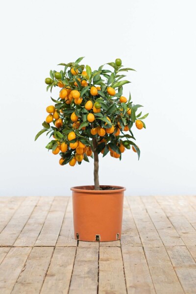 Marumikumquat Citrus Fortunella Kumquat Mini-Stamm 40-60 Topf Marumikumquat / Fortunella Margarita Kumquat Ministamm 40-60 cm