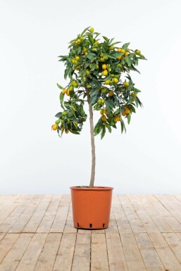 Marumikumquat Citrus Fortunella Kumquat Mini-Stamm 80-100 Topf