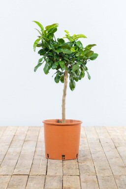 Kaffir Limette Citrus Hystrix Mini-Stamm 40-60 Topf Kaffir Limette / Citrus Hystrix Ministamm 40-60 cm