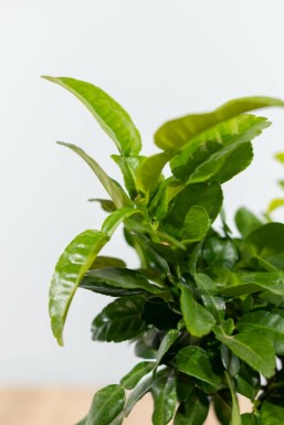 Kaffir Limette Citrus Hystrix Mini-Stamm 40-60 Topf Kaffir Limette / Citrus Hystrix Ministamm 40-60 cm