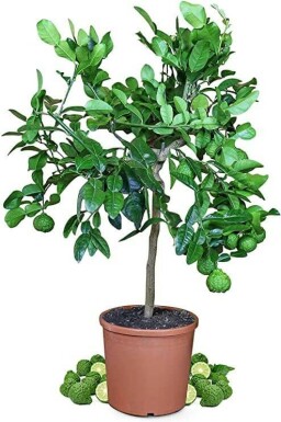 Kaffir Limette Citrus Hystrix Mini-Stamm 40-60 Topf Kaffir Limette / Citrus Hystrix Ministamm 40-60 cm