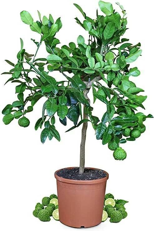 Kaffir Limette Citrus Hystrix Mini-Stamm 60-80 Topf Kaffir Limette / Citrus Hystrix Ministamm 60-80 cm