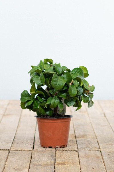 Zitronenbaum Citrus Limon Mini-Stamm 20-30 Topf Zitronenbaum / Citrus Limon Ministamm 20-30 cm