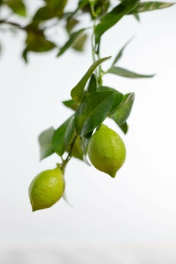 Zitronenbaum Citrus Limon Mini-Stamm 20-30 Topf