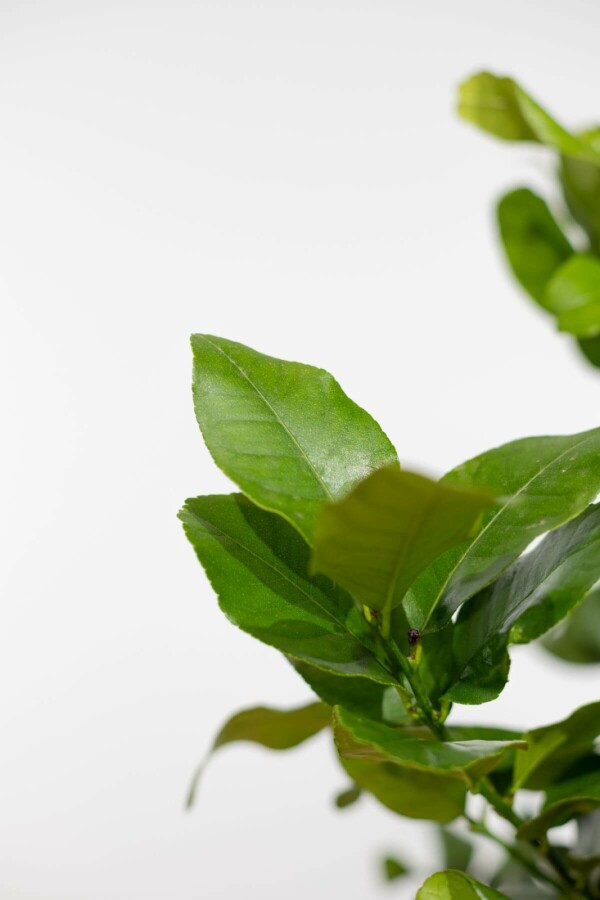 Zitronenbaum Citrus Limon Mini-Stamm 40-60 Topf Zitronenbaum / Citrus Limon Ministamm 40-60 cm