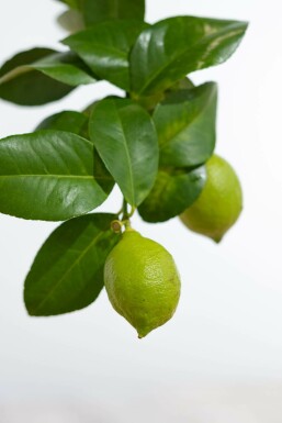 Zitronenbaum Citrus Limon Mini-Stamm 40-60 Topf