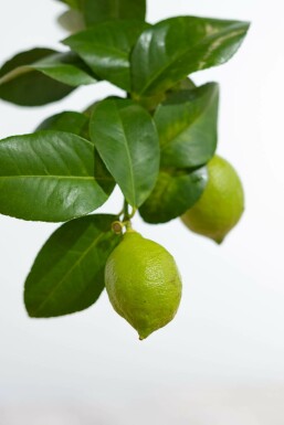 Zitronenbaum Citrus Limon Mini-Stamm 40-60 Topf Zitronenbaum / Citrus Limon Ministamm 40-60 cm