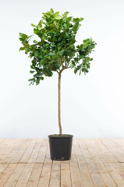 Zitronenbaum Citrus Limon Mini-Stamm 80-100 Topf Zitronenbaum / Citrus Limon Ministamm 80-100 cm