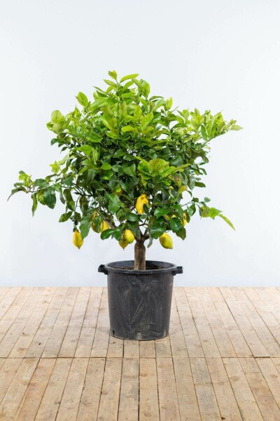 Zitronenbaum Citrus Limon Auf Stamm 20-30 175-200 Topf Zitronenbaum / Citrus Limon auf Stamm 175-200 cm