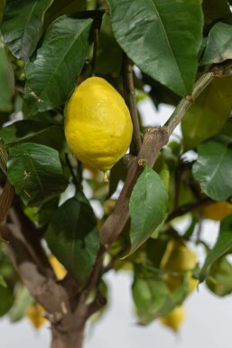 Zitronenbaum Citrus Limon Auf Stamm 20-30 175-200 Topf
