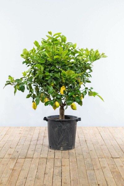 Zitronenbaum / Citrus Limon auf Stamm