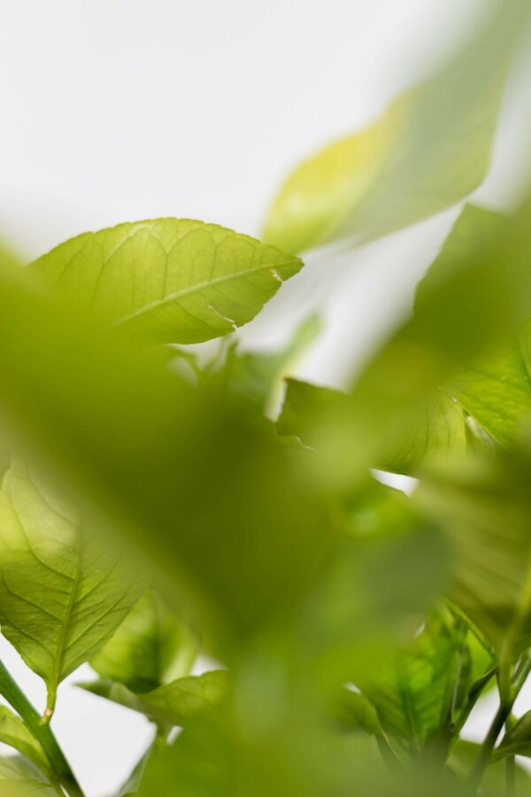 Zitronenbaum Citrus Limon Auf Stamm 30-40 175-200 Topf Zitronenbaum / Citrus Limon auf Stamm 175-200 cm