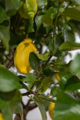 Zitronenbaum Citrus Limon Auf Stamm 30-40 175-200 Topf