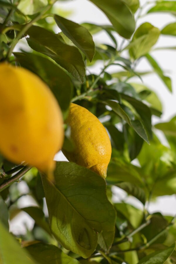 Zitronenbaum Citrus Limon Auf Stamm 50-60 175-200 Topf Zitronenbaum / Citrus Limon auf Stamm 175-200 cm