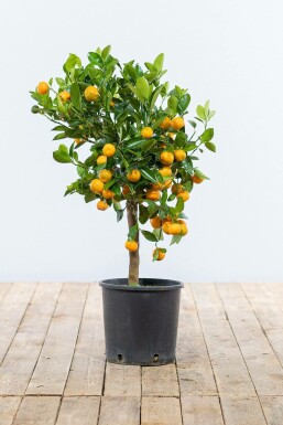 Calamondin Orange / Citrus Mitis Calamondin Ministamm