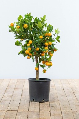 Zitronenbaum Citrus Mitis Calamondin Mini-Stamm 40-60 Topf Calamondin Orange / Citrus Mitis Calamondin Ministamm 40-60 cm