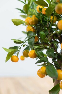 Zitronenbaum Citrus Mitis Calamondin Mini-Stamm 40-60 Topf Calamondin Orange / Citrus Mitis Calamondin Ministamm 40-60 cm