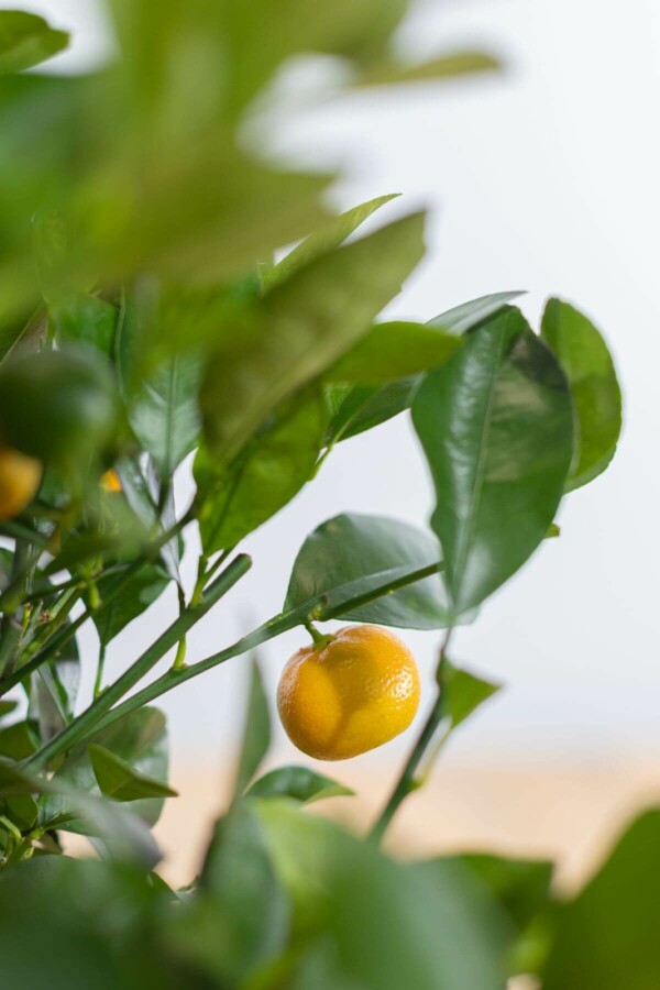 Zitronenbaum Citrus Mitis Calamondin Mini-Stamm 40-60 Topf Calamondin Orange / Citrus Mitis Calamondin Ministamm 40-60 cm