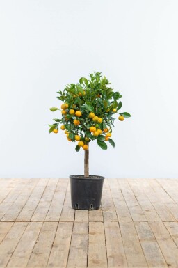 Zitronenbaum Citrus Mitis Calamondin Mini-Stamm 80-100 Topf Calamondin Orange / Citrus Mitis Calamondin Ministamm 80-100 cm