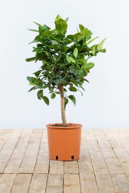 Mandarinenbaum Citrus Reticulata Mini-Stamm 40-60 Topf Mandarinenbaum / Citrus Reticulata Ministamm 40-60 cm