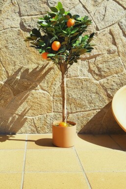 Mandarinenbaum Citrus Reticulata Mini-Stamm 40-60 Topf Mandarinenbaum / Citrus Reticulata Ministamm 40-60 cm
