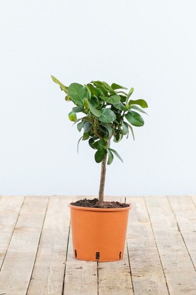 Orangenbaum / Citrus Sinensis Ministamm 20-30 cm