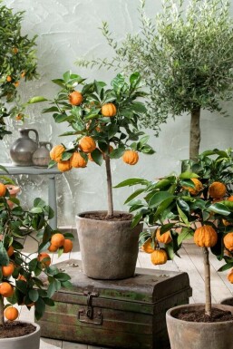 Orangenbaum Citrus Sinensis Mini-Stamm 40-60 Topf Orangenbaum / Citrus Sinensis Ministamm 40-60 cm