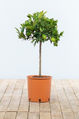 Orangenbaum Citrus Sinensis Mini-Stamm 60-80 Topf