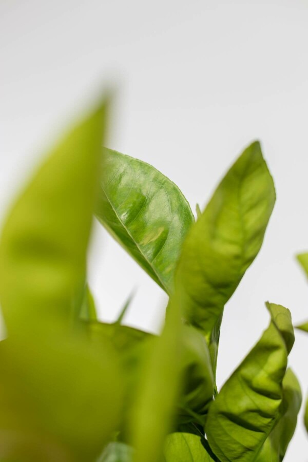 Orangenbaum Citrus Sinensis Auf Stamm 15-20 150-175 Topf Orangenbaum / Citrus Sinensis auf Stamm 150-175 cm