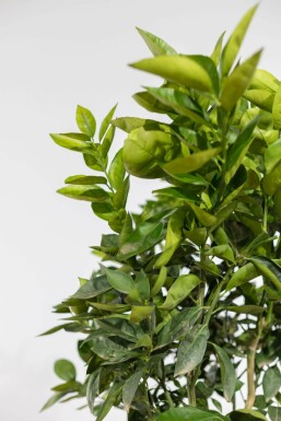 Orangenbaum Citrus Sinensis Auf Stamm 40-50 175-200 Topf Orangenbaum / Citrus Sinensis auf Stamm 175-200 cm