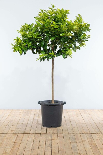 Orangenbaum / Citrus Sinensis auf Stamm 175-200 cm